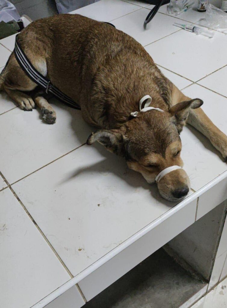 Fiscalía investiga presunto sacrificio de perros sanos en prácticas académicas de la UNP. Foto: Composición Reporteros 365.