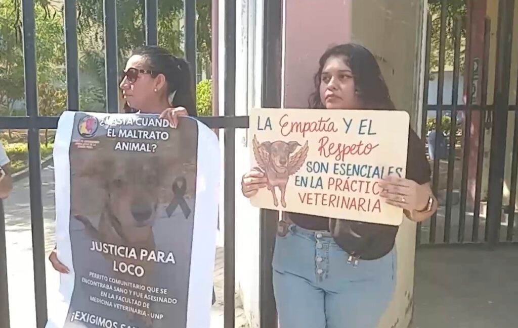 Fiscalía investiga presunto sacrificio de perros sanos en prácticas académicas de la UNP. Foto: Composición Reporteros 365.