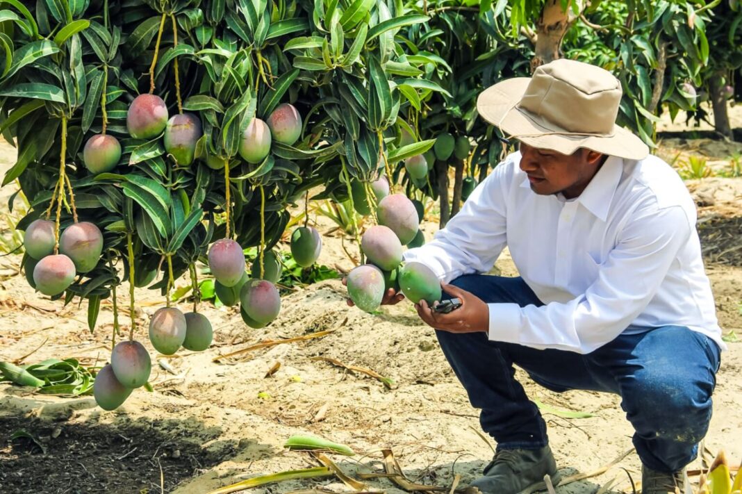 Economía de Piura crece 5.7% en el primer trimestre del 2025. Foto: Difusión.