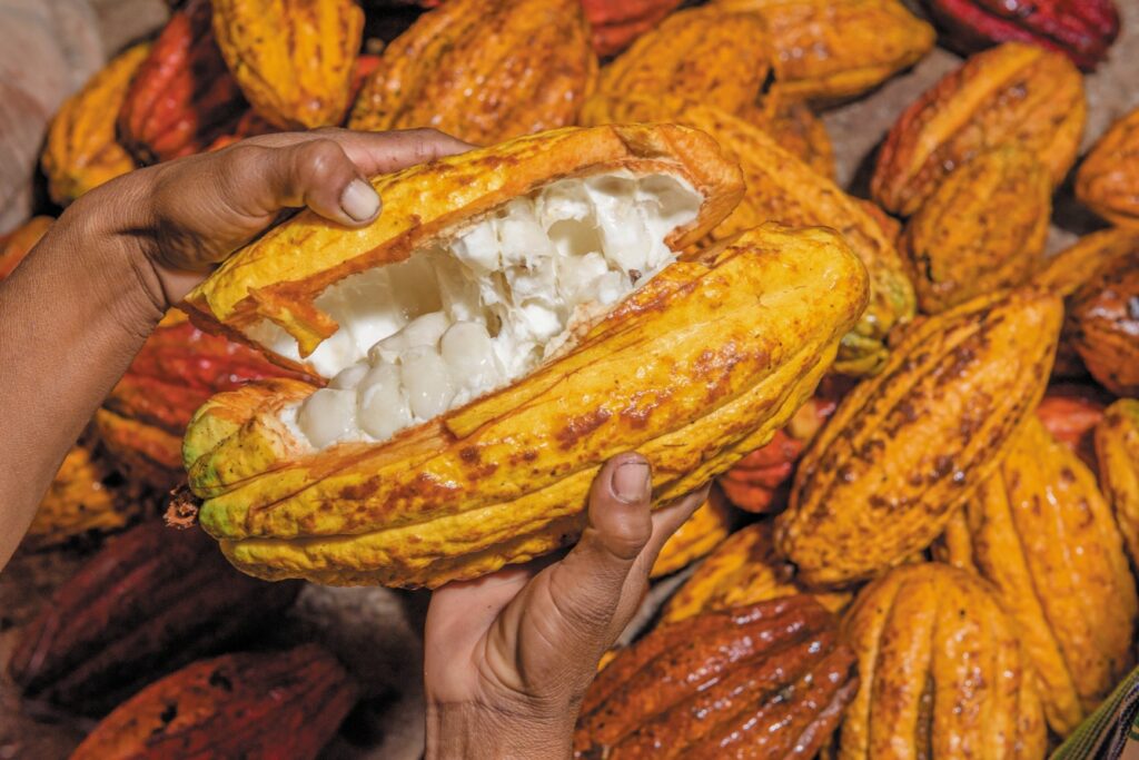 Los principales mercados de destino del cacao peruano son los Estados Unidos, Malasia, Indonesia, Países Bajos y Bélgica.