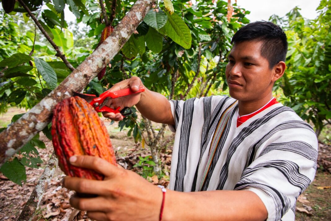 El Perú es el octavo exportador mundial de cacao en grano. Foto: Difusión.