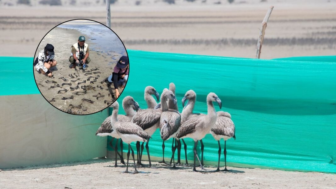 Casa ilegal de flamenco: hallan más de 300 pares de patas de aves en Sechura. Foto: Difusión.