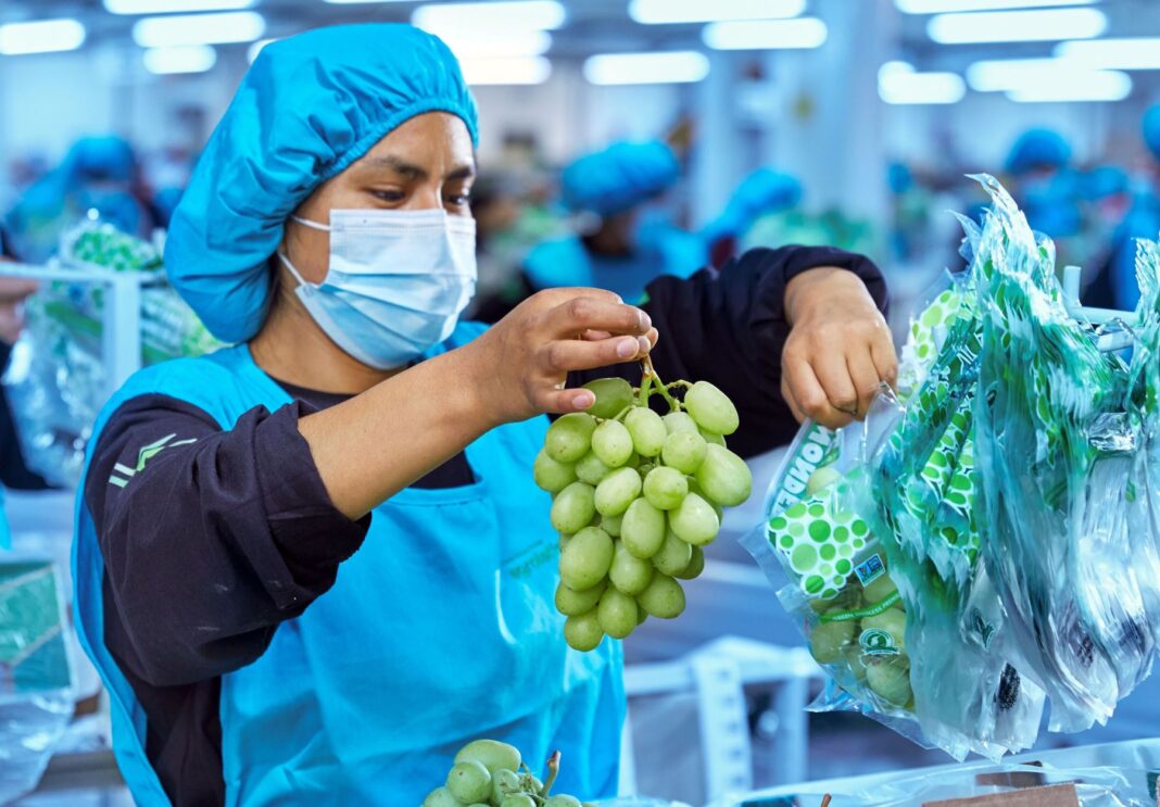 Uva de mesa peruana ingresa al mercado de Israel. Foto: Difusión.