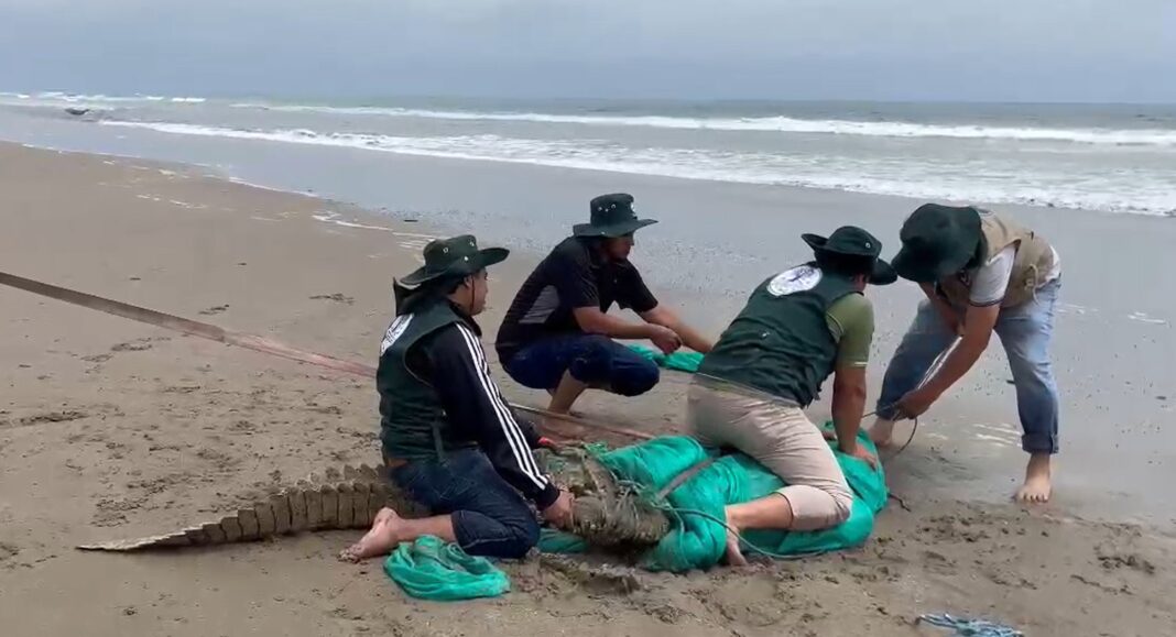 “Ya es habitual ver cocodrilos en el mar”: advierten sobre desplazamiento de reptiles en playas de Tumbes. Foto: R365.
