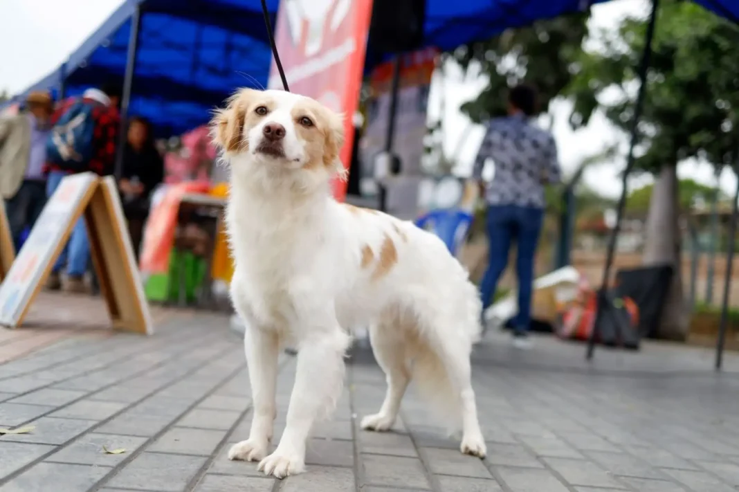 El perro pastor chiribaya, orgullo ancestral, es declarado Patrimonio Cultural de la Nación. Foto: Difusión.