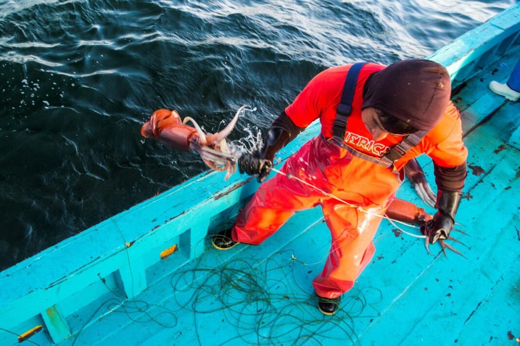 Produce garantiza continuidad y sostenibilidad de la pesca artesanal de la pota en Piura. Foto: Difusión.