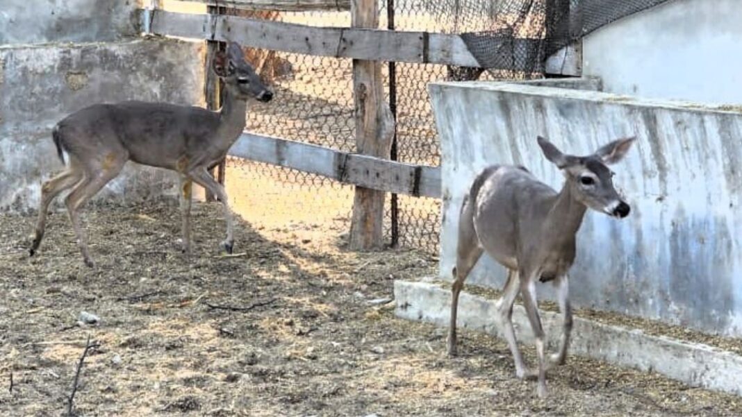 Venado cola blanca es rescatado cuando deambulaba en la carretera Piura- Los Ejidos. Foto: Difusión.