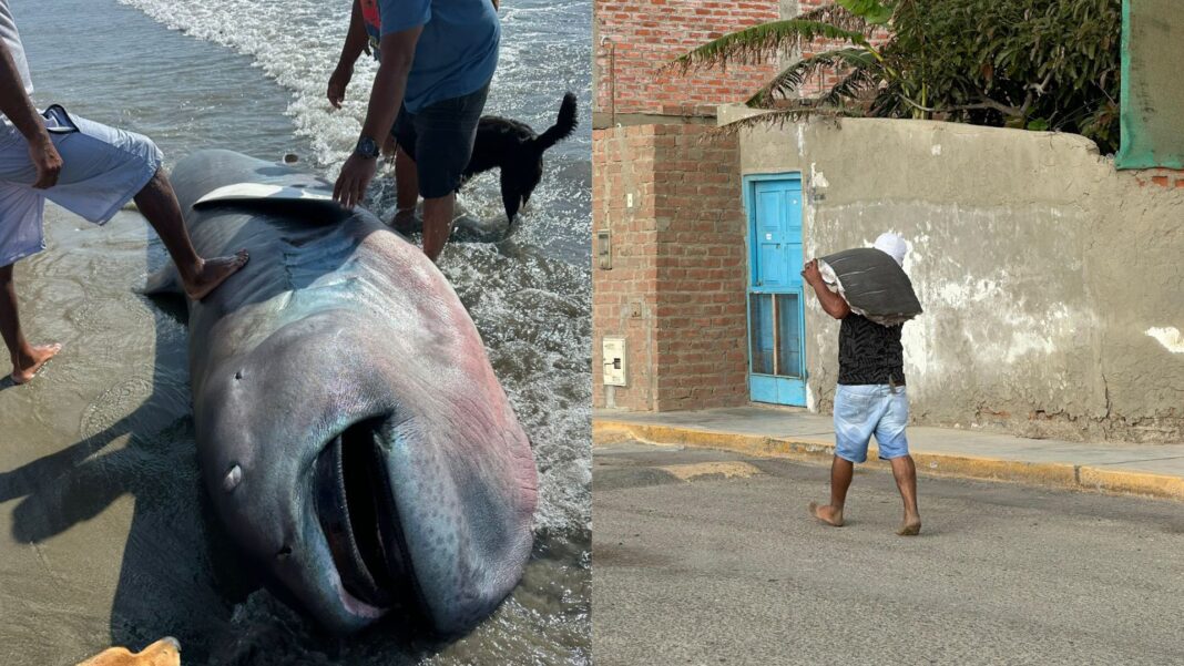Peruanos se vuelven tendencia mundial tras filetear a un raro tiburón megaboca en Talara. Foto: Composición.
