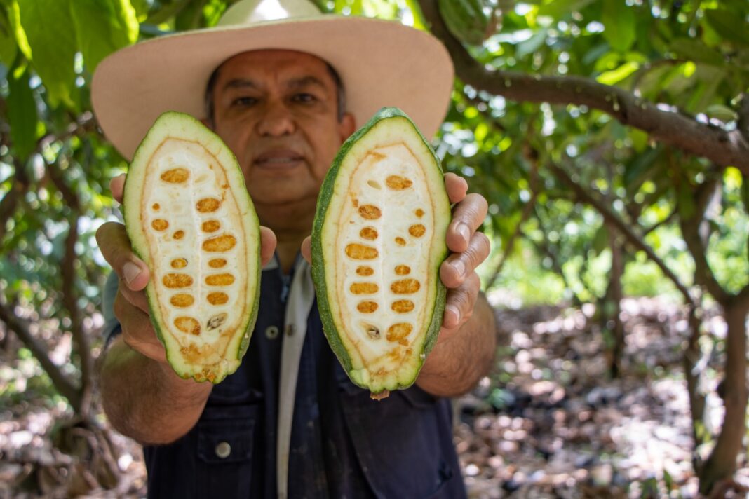 Cacao blanco de Piura gana plata en Ámsterdam y se consolida entre los mejores del mundo. Foto: Difusión.