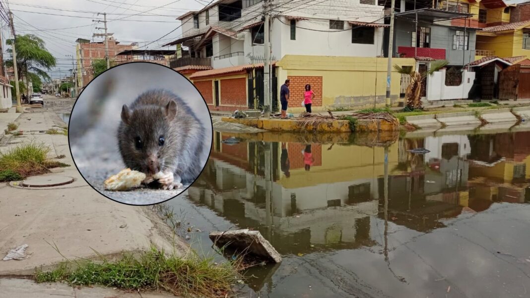 Piura en alerta sanitaria: leptospirosis deja tres fallecidos y dengue avanza con más de 1300 casos. Foto: Composición R365.