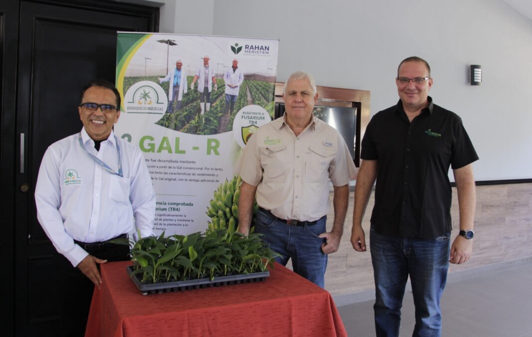 Hito agrícola en Piura: presentan GAL-R, la primera variedad de banano cavendish resistente al mortal hongo fusarium raza 4