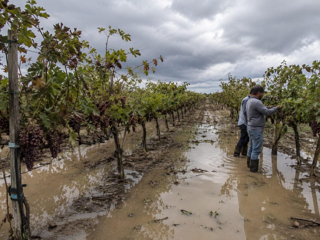 Campaña de uva en Piura queda en riesgo ante intensificación del Fenómeno El Niño. Foto: Difusión.