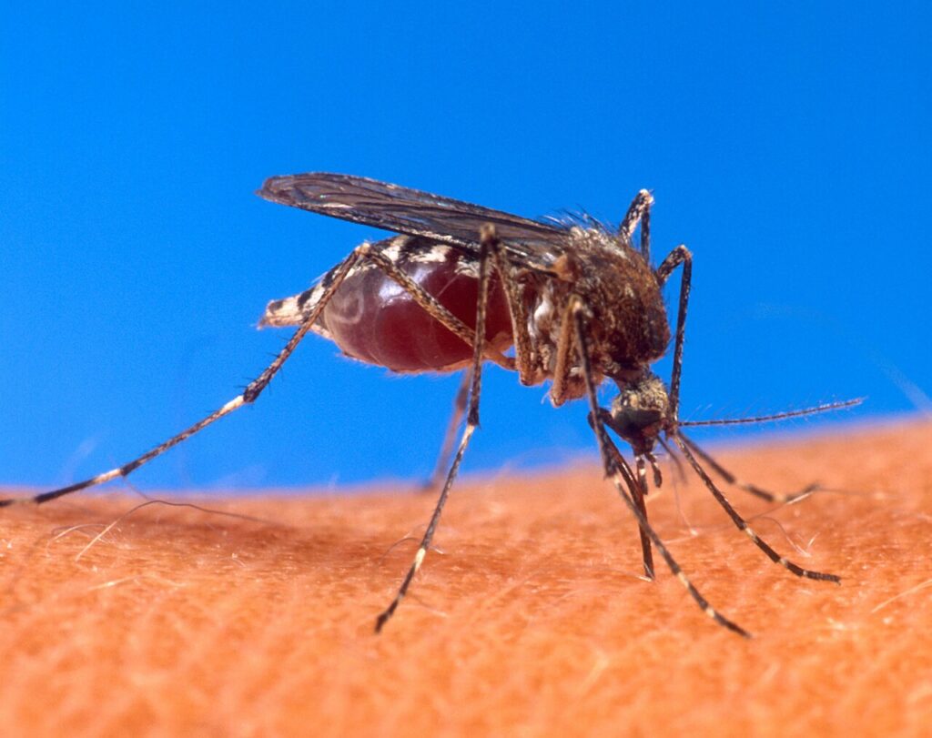 Piura lidera casos de dengue en el país y reporta más de 7 mil contagios en lo que va del año