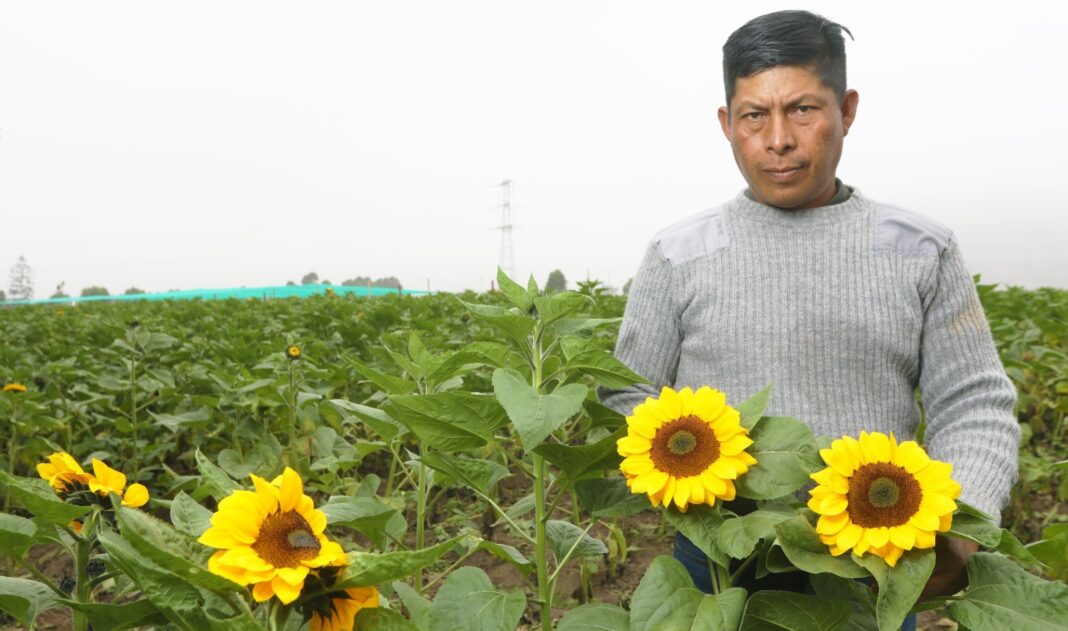 Flores amarillas: el cultivo que genera empleo para miles de familias en el Perú. Foto: Difusión.