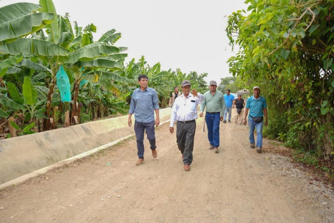 Sullana: producción del banano orgánico cae más del 50%. Foto: Difusión.
